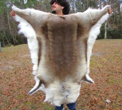 Finland Reindeer Hide, Skin, Fur with Blend of Tans, Brown, White, 51 by 45 inches for $144.99