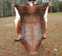 African Blesbok Hide, Skin, 53 by 34 inches - Buy this one for $79.99