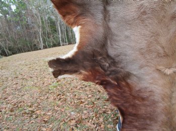 African Blesbok Hide, Skin, 53 by 34 inches - Buy this one for $79.99