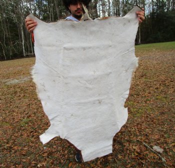 African Blesbok Hide, Skin, 53 by 34 inches - Buy this one for $79.99