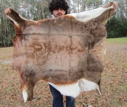 Blesbok Hide, Blesbuck Skin, 47 by 39 inches - Buy this one for $79.99