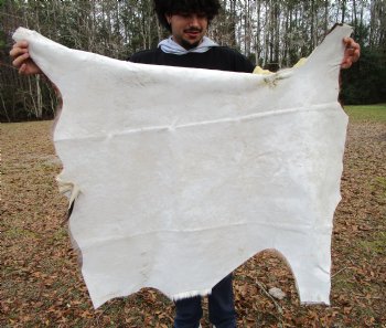 Blesbok Hide, Blesbuck Skin, 47 by 39 inches - Buy this one for $79.99