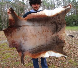 Blesbok Hide, Blesbuck Skin, 52 x 47 inches - Buy this one for $79.99
