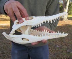 12 inches Authentic Nile Crocodile Skull (CITES 263852) - $215 ; <font color=red> SALE $114.99</font>
