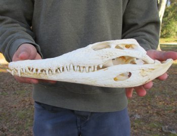12 inches Authentic Nile Crocodile Skull (CITES 263852) - $215 ; <font color=red> SALE $114.99</font>
