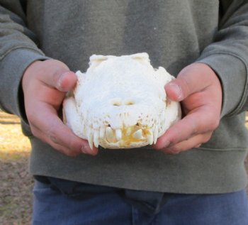 12 inches Authentic Nile Crocodile Skull (CITES 263852) - $215 ; <font color=red> SALE $114.99</font>