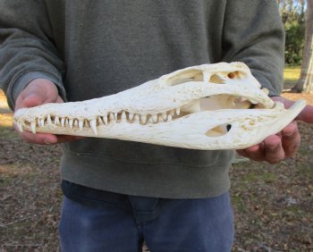 13-1/4 inches Authentic African Nile Crocodile Skull (CITES Permit #263852) for $190.00 <font color=red> SALE $144.99</font>