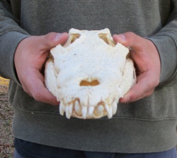 13-1/4 inches Authentic African Nile Crocodile Skull (CITES Permit #263852) for $190.00 <font color=red> SALE $144.99</font>
