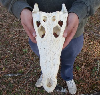 13-1/4 inches Authentic African Nile Crocodile Skull (CITES Permit #263852) for $190.00 <font color=red> SALE $144.99</font>