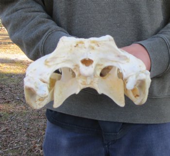 13-1/4 inches Authentic African Nile Crocodile Skull (CITES Permit #263852) for $190.00 <font color=red> SALE $144.99</font>