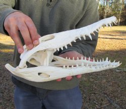13-1/2 inches Authentic African Nile Crocodile Skull (CITES Permit #263852) for $190.00 <font color=red> SALE $144.99</font>