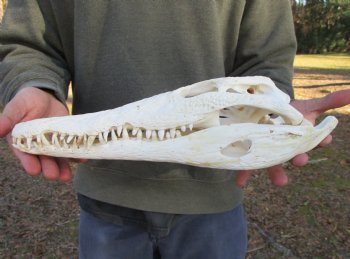 13-1/2 inches Authentic African Nile Crocodile Skull (CITES Permit #263852) for $190.00 <font color=red> SALE $144.99</font>