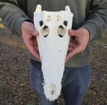13-1/2 inches Authentic African Nile Crocodile Skull (CITES Permit #263852) for $190.00 <font color=red> SALE $144.99</font>