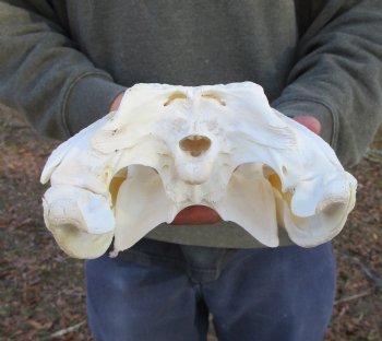 13-1/2 inches Authentic African Nile Crocodile Skull (CITES Permit #263852) for $190.00 <font color=red> SALE $144.99</font>