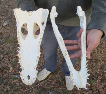 13-1/2 inches Authentic African Nile Crocodile Skull (CITES Permit #263852) for $190.00 <font color=red> SALE $144.99</font>