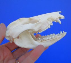 4-1/4 inches North American Possum Skull - Buy this one for $59.99