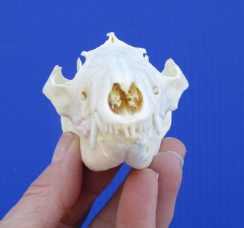 4-1/4 inches North American Possum Skull - Buy this one for $59.99