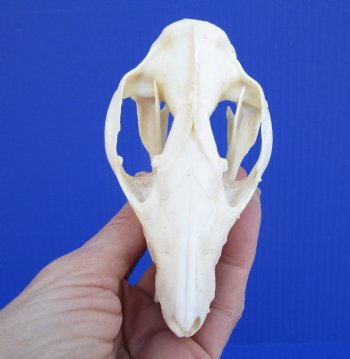 4-1/4 inches North American Possum Skull - Buy this one for $59.99