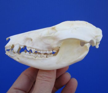 4-1/4 inches North American Possum Skull - Buy this one for $59.99