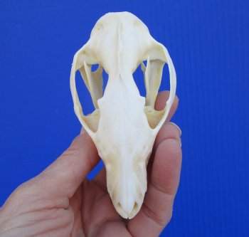 4-1/8 inches North American Possum Skull - Buy this one for $59.99