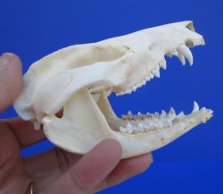 4-1/4 inches Real Possum Skull - Buy this one for $59.99