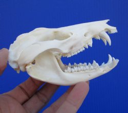 4-1/4 inches Real Possum Skull - Buy this one for $59.99