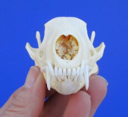 Authentic Skunk Skull, 3-1/2 by 2 inches - Buy this one for $49.99