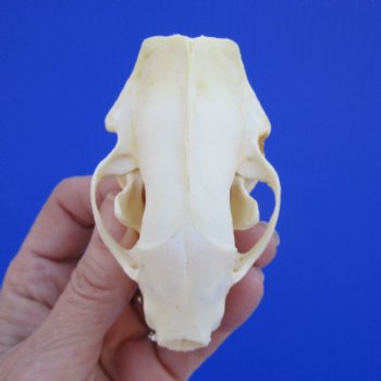Authentic Skunk Skull, 3-1/2 by 2 inches - Buy this one for $49.99