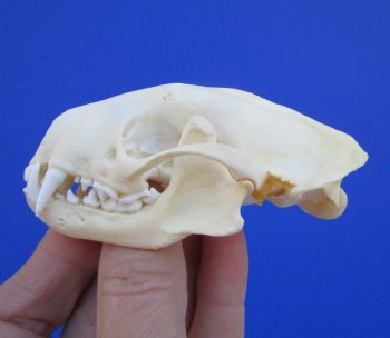 Authentic Skunk Skull, 3-1/2 by 2 inches - Buy this one for $49.99