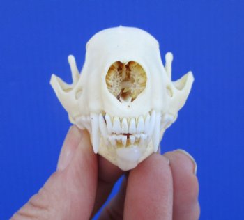 Real Skunk Skull, 3 by 1-3/4 inches - Buy this one for $49.99