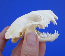 Real Skunk Skull, 3 by 1-3/4 inches - Buy this one for $49.99