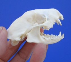 Real Skunk Skull, 2-3/4 by 1-5/8 inches - Buy this one for $49.99