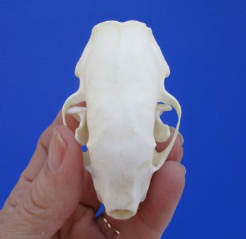 Real Skunk Skull, 2-3/4 by 1-5/8 inches - Buy this one for $49.99