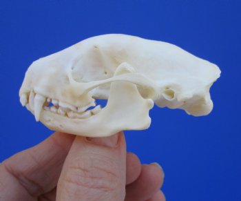 Real Skunk Skull, 2-3/4 by 1-5/8 inches - Buy this one for $49.99