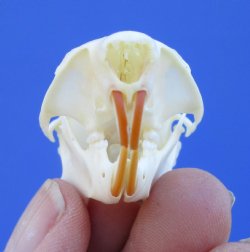 North American Red Squirrel Skull, Beetle Cleaned, 1-5/8 inches - Buy this one for $24.99