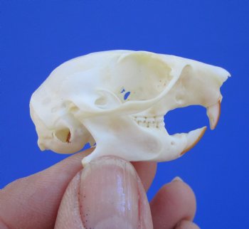 North American Red Squirrel Skull, Beetle Cleaned, 1-5/8 inches - Buy this one for $24.99