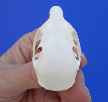North American Red Squirrel Skull, Beetle Cleaned, 1-5/8 inches - Buy this one for $24.99