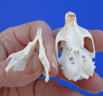 North American Red Squirrel Skull, Beetle Cleaned, 1-5/8 inches - Buy this one for $24.99