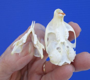 North American Red Squirrel Skull, Beetle Cleaned, 1-5/8 inches - Buy this one for $24.99