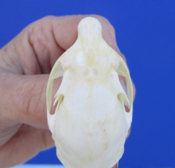 North American Red Squirrel Skull, Beetle Cleaned, 1-5/8 inches - Buy this one for $24.99