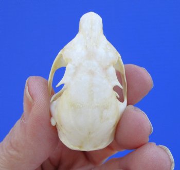 Red Squirrel Skull, Beetle Cleaned, 1-5/8 inches - Buy this one for $24.99