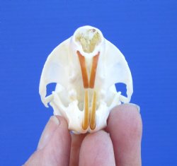 Gray Squirrel Skull, Beetle Cleaned, 2-1/8", Buy this one for $24.99