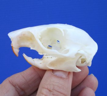 Gray Squirrel Skull, Beetle Cleaned, 2-1/8", Buy this one for $24.99