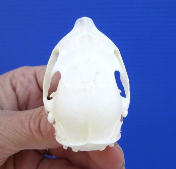 Gray Squirrel Skull, Beetle Cleaned, 2-1/8", Buy this one for $24.99