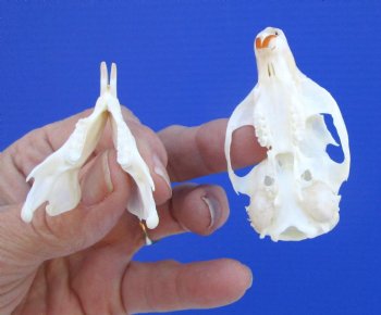 Gray Squirrel Skull, Beetle Cleaned, 2-1/8", Buy this one for $24.99
