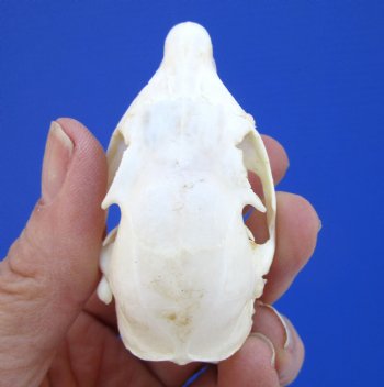 North American Gray Squirrel Skull, Beetle Cleaned, 2-7/8", Buy this one for $24.99