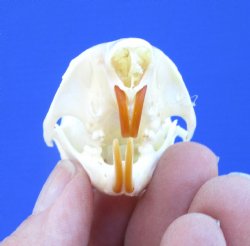 North American Gray Squirrel Skull, Beetle Cleaned, 2-1/8", Buy this one for $24.99