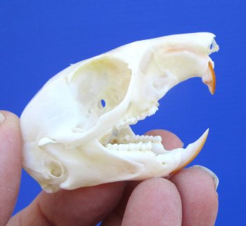 North American Gray Squirrel Skull, Beetle Cleaned, 2-1/8", Buy this one for $24.99