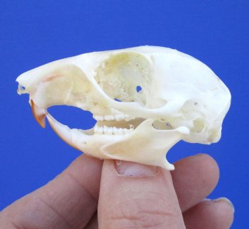 North American Gray Squirrel Skull, Beetle Cleaned, 2-1/8", Buy this one for $24.99