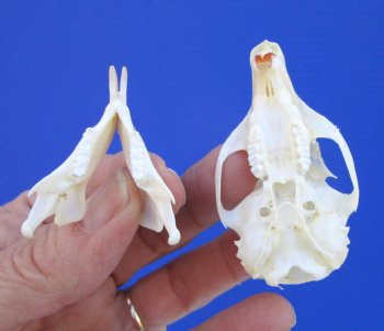 North American Gray Squirrel Skull, Beetle Cleaned, 2-1/8", Buy this one for $24.99